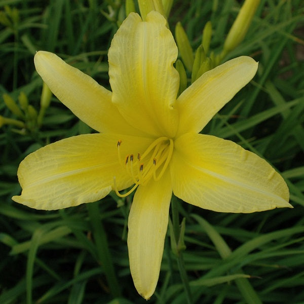 Hyperion is a midseason, tall, lemon yellow self daylily from Sterrett Gardens that is fragrant
