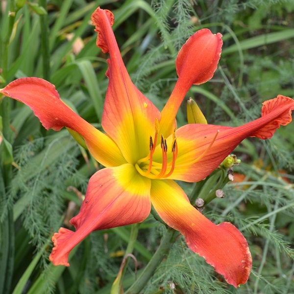 I Lva You is an early midseason, tall, large, clean bright orangedaylily from Sterrett Gardens with paler orange watermark, Stout Award 2020