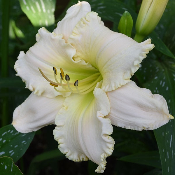 Ice Cream Sundae is a midseason, white daylily from Sterrett Gardens with hint of pink