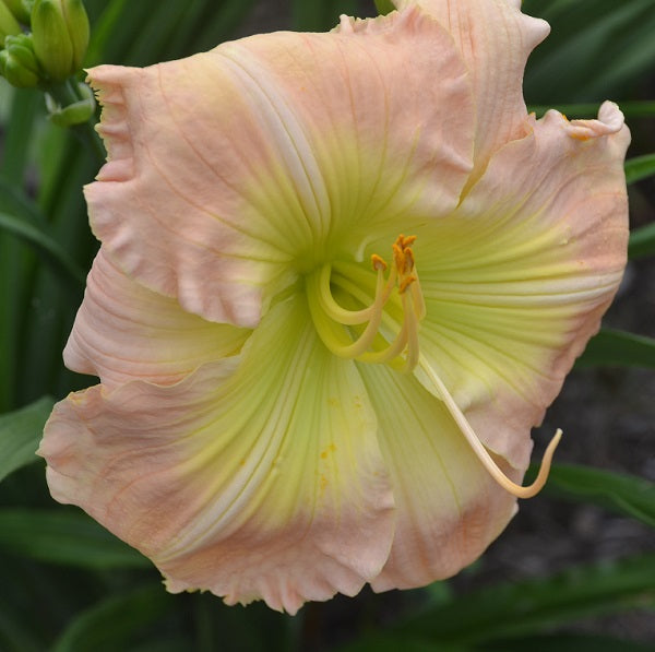 Ida Mae Norris is a midseason clear light pink self daylily from Sterrett Gardens with GT, AM 2019
