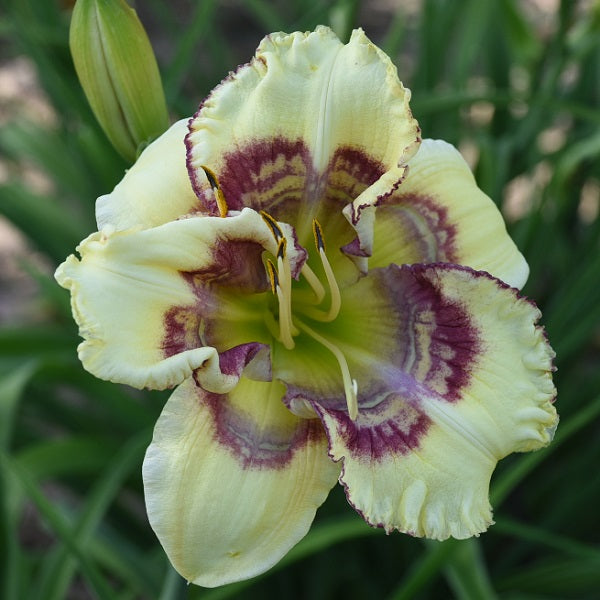 If I ran the Circus is a midseason, pale yellow daylily from Sterrett Gardens with light pink broken patterned eye