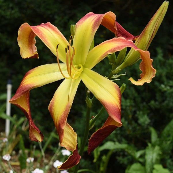 Illinois Majestic is a midseason, large, red daylily from Sterrett Gardens with large green throat, UF (crispate), fragrant