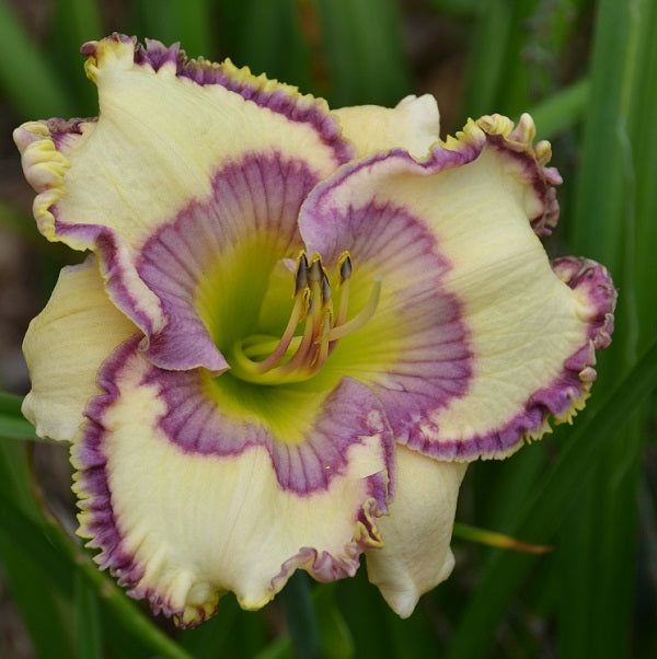 Midseason, near white, blue violet eye and picotee edge, bubbly gold edge