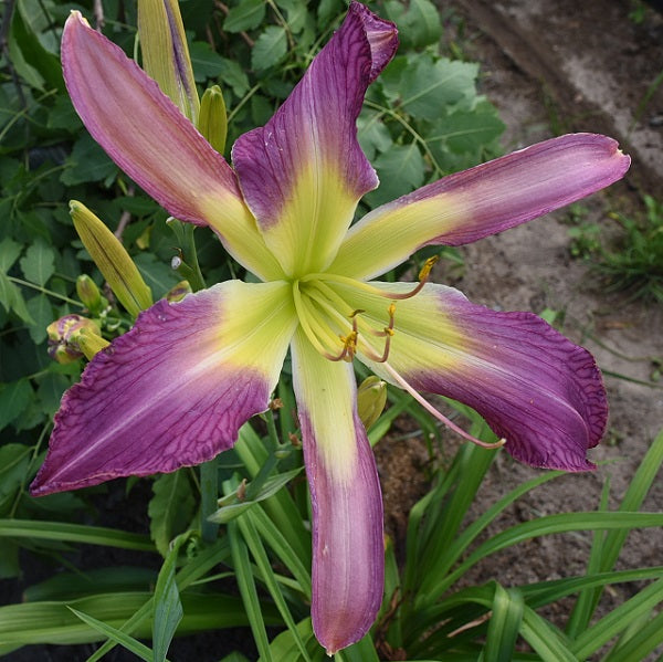 Irish Mix-up is a mid-late lavender bitone daylily from Sterrett Gardens that is unusual form (Spatulate)