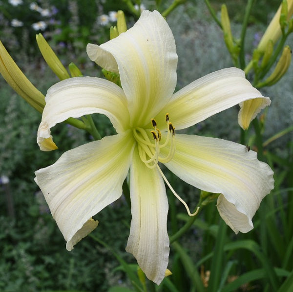 Isabelle Rose is an early, creamy yellow daylily from Sterrett Gardens with yellow edge, double (98%), fragrant