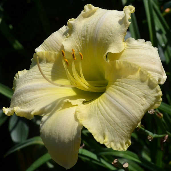 Ivory Titan is a midseason, ruffled ivory self daylily from Sterrett Gardens with gold edge