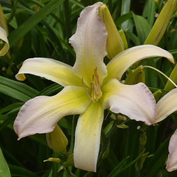 Jail Bait is a midseason, pale blue lavender bitone daylily from Sterrett Gardens that is unusual form(Spatulate)