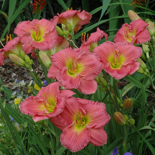 Jaipur Jewel is a rose self daylily from Sterrett Gardens that is midseason, short, very fragrant, DOR