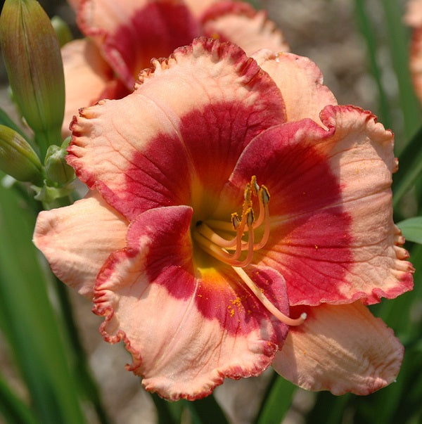 Jamacian Music is a pink daylily from Sterrett Gardens that is early midseason, with a red eye, fragrant, EV