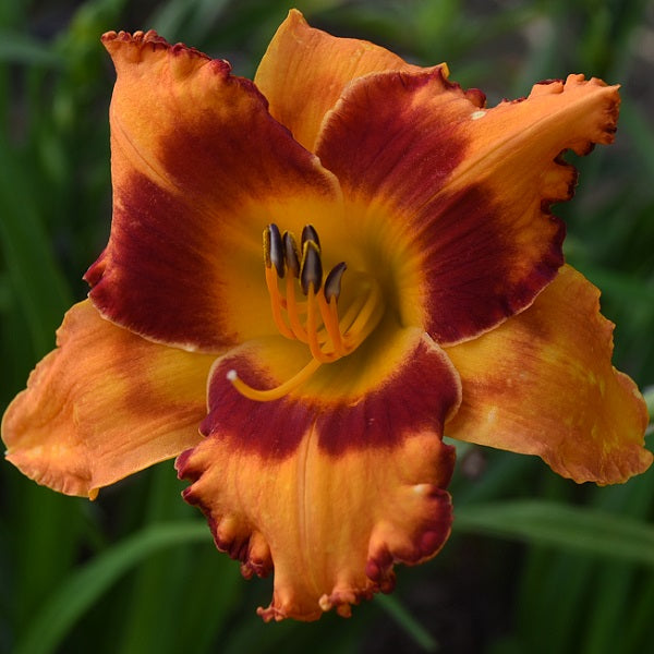 James Parker is a gold pumpkin daylily from Sterrett Gardens that is mid late with a red eye and picotee, DOR