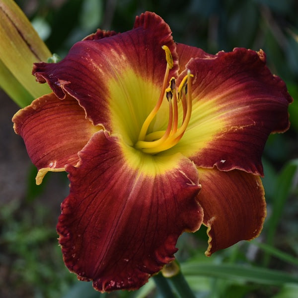James the Dragon Slayer is a deep violet red daylily from Sterrett Gardens that is mid late, large with a rose watermark, gold edge, DOR