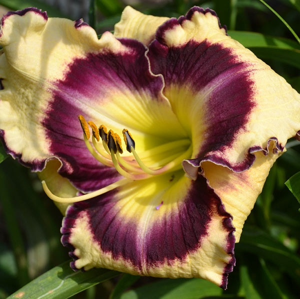 Jammin's Love Spell is a large ivory cream from Sterrett Gardens that is midseason with a dark purple eye and picotee edge, fragrant, SEV