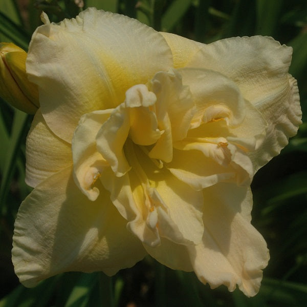Jean Swann is a yellow self daylily from Sterrett Gardens that is mid late, fragrant, double, EV