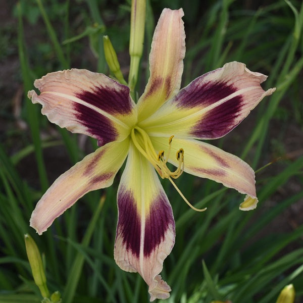 Jefferson's Legacy is a cream pink daylily from Sterrett Gardens that is midseason, tall, with a dark reddish lavender eye, UF (cascade)