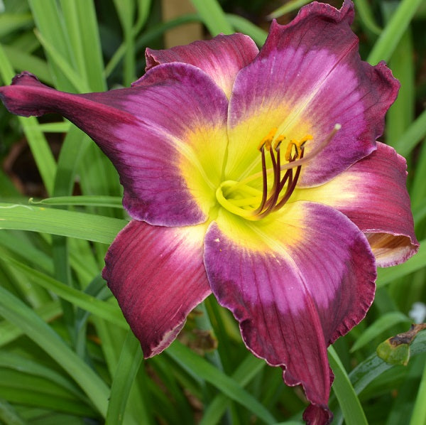 Jerry Hyatt is a lilac orchid blend daylily from Sterrett Gardens that is early midseason with a slate watermark, fragrant, SEV