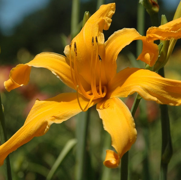 Jersey Jim is a gold self daylily from Sterrett Gardens that is mid late, tall, large, unusual form (crispate), SEV