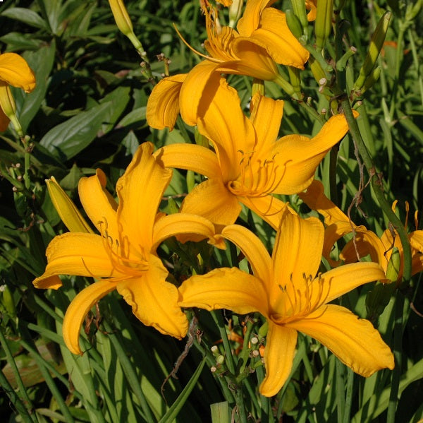 Jersey Spider is a orange self daylily from Sterrett Gardens that is mid late, tall, large, DOR
