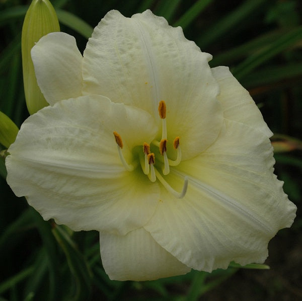 Joan Senior is a near white daylily from Sterett Gardens that is early midseason, short, EV
