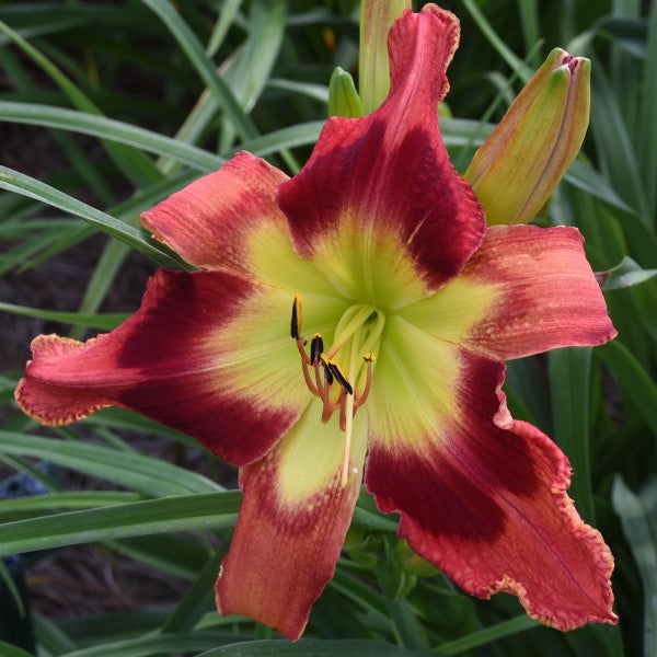 Jordan's Jazz is a rose red daylily from Sterrett Gardens that is midseason, large with a darker red edge, lighter sepals, SEV