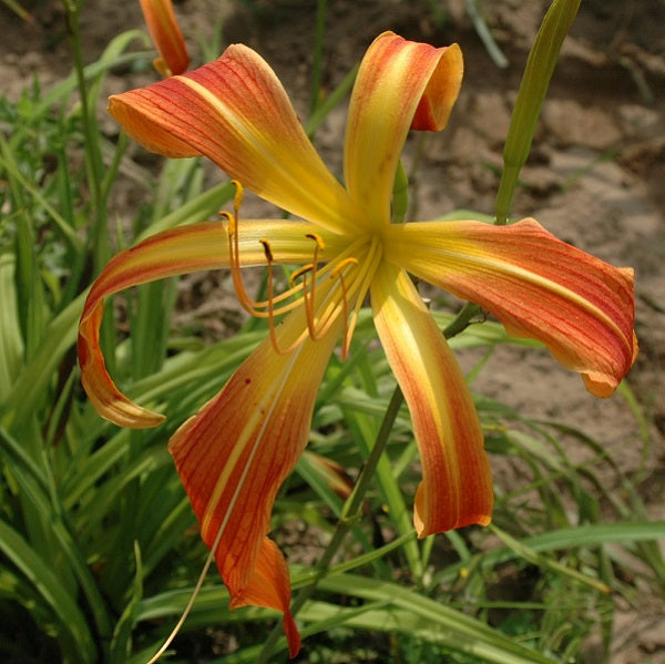 Judge Roy Bean is a persimmon gold self daylily from Sterrett Gardens that is mid late, large, spider (5.2:1) fragrant, DOR