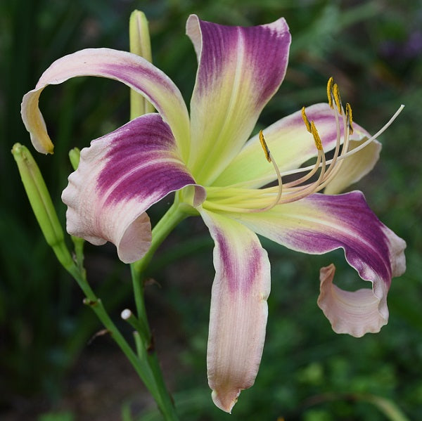 Just Jessie is a cream daylily from Sterrett Gardens that is midseason, tall, large, bright rose-purple feathered eye, spider (4.0:1), DOR