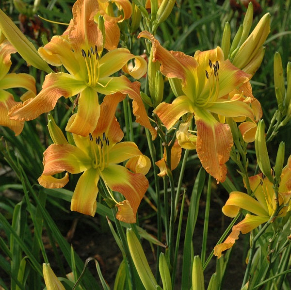 Katherine Harris is a tangerine gold blend daylily from Strrett Gardens that is midseason, large, fragrant, UF (cascade). SEV