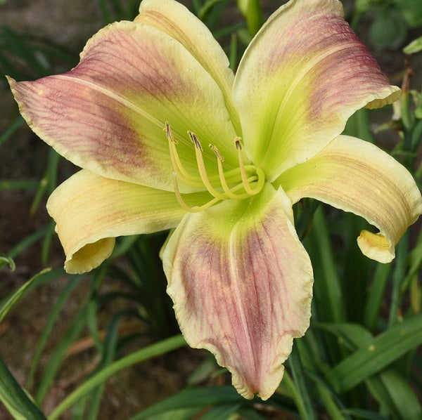 Katisue Herrington is a fuchsia orchid rose blend daylily from Sterrett Gardens that is midseason with darker veins, fragrant, UF (crispate), DOR
