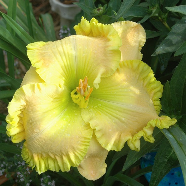 Kermit the Frog is a lemon pink blush daylly from Sterrett Gardens that is midseason, short with a washed green cast, SEV