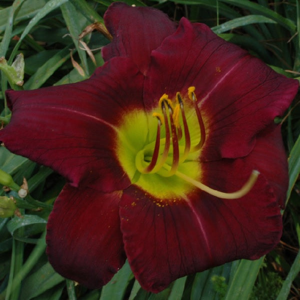 Killer is a purple daylily from Sterrett Gardens that is early midseason with a black eye, fragrant, SEV