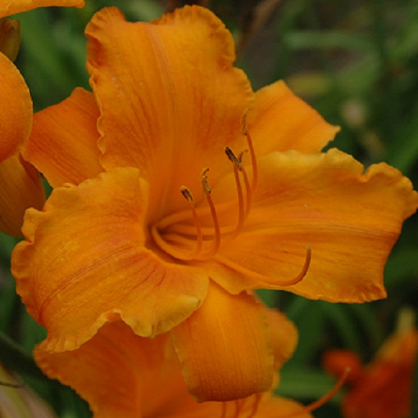 Krakatoa Lava is an orange blend daylily from Sterrett Gardens that is mid late, with a red orange halo, fragrant, DOR