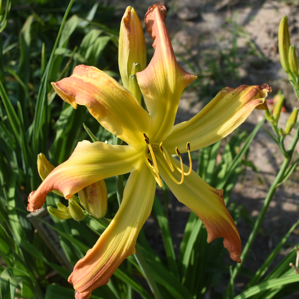Krazy Kat is a rose cinammon daylily from Sterrett Gardens that is mid late, short, with large yellow green throat, spider (5.1:1)