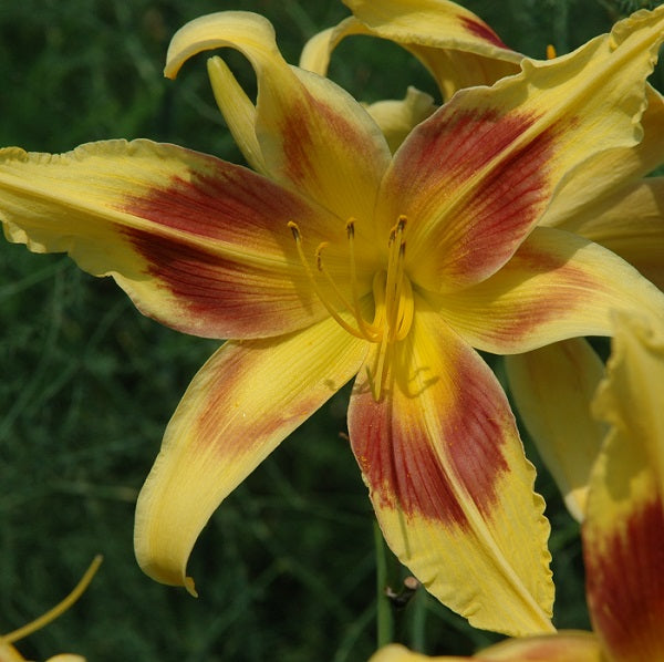 Lady Neva is a soft buff yellow daylily from Sterrtt Gardens that is early midseason, tall, large with rose eye, fragrant, UF (crispate), SEV