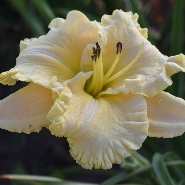 Land of Illusion is an ivory cream daylily from Sterrett Gardens that is mid late with a ruffled edge, fragrant, DOR