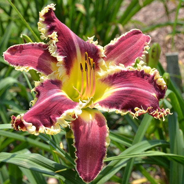 Larry's Twilight Bite is a mid-late, large cranberry purple daylily from Sterrett Gardens with darker eye, white/gold teeth