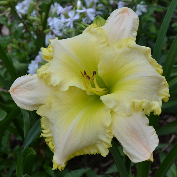 Last Snowflake is a very late, large, white daylily from Sterrett Gardens with green yellow edge, Honorable Mention 2012