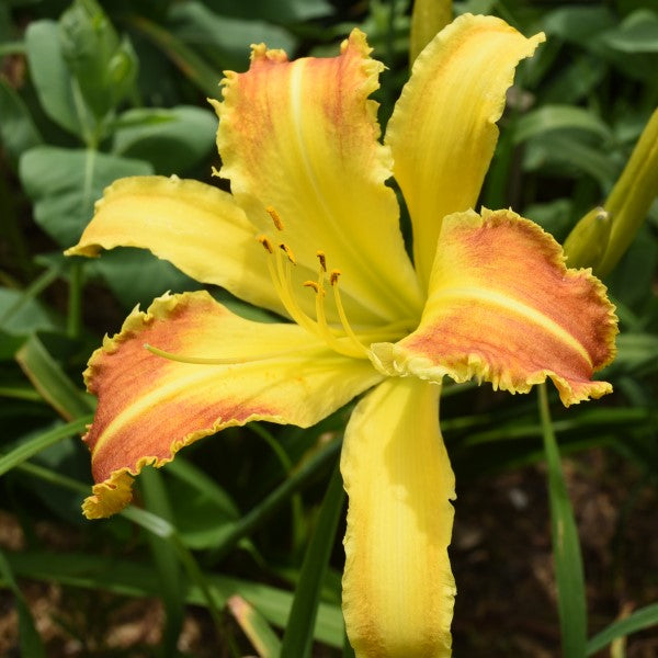Laughing Giraffe is a midseason, large, red and gold bicolor daylily from Sterrett Gardens awarded Honorable Mention 2003