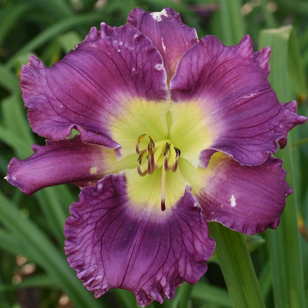 Early, lavender, white and lavender patterned eye
