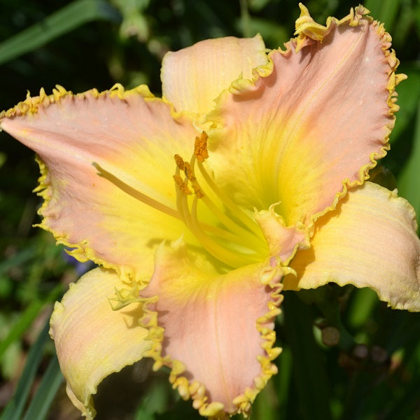 Lavender Flytrap is a midseason, lavender pink bitone daylily from Sterrett Gardens with gold tooth edge
