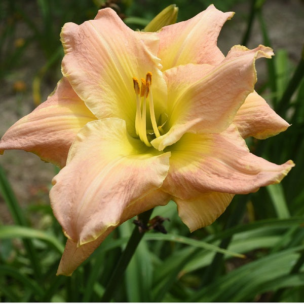 Legacy of Passion is a midseason, light pink daylily from Sterrett Gardens that is a hose-in-hose double (96%)