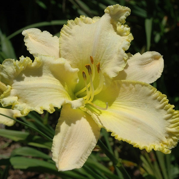 Lemon Flutter is a midseason, light lemon daylily from Sterrett Gardens with heavy yellow chartreuse ruffles