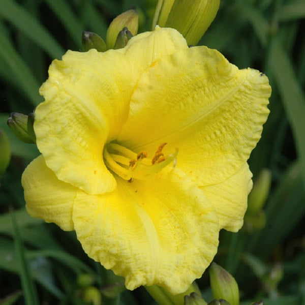 Lemon Lollipop is anearly, short, small, light lemon self daylily from Sterrett Gardens that is very fragrant