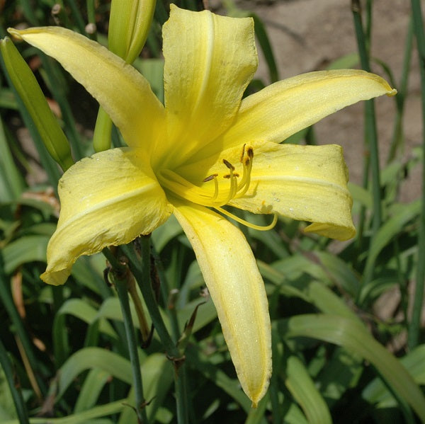 Lemon Madeline is an early midseason, tall, lemon yellow self daylily from Sterrett Gardens with UF