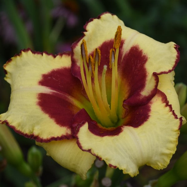 Lemon Pomegranate Cream is an early midseason, small, straw yellow daylily from Sterrett Gardens with red eye, fragrant
