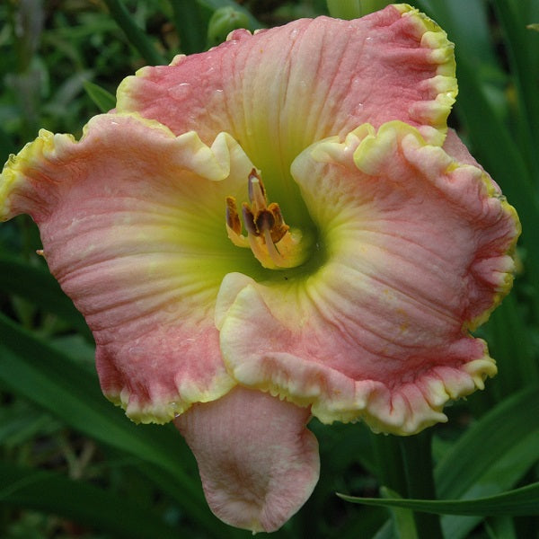 Leslie Renee is an early, short, pink daylily from Sterrett Gardens with chartreuse edge, very fragrant, Award of Merit 2014