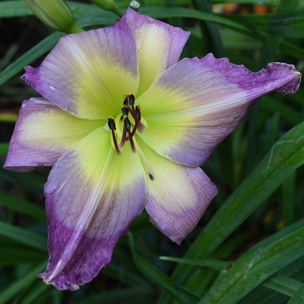 Life Goes On is a midseason, large, lavender daylily from Sterrett Gardens with raised lilac halo, darker lavender pencil eye, fragrant
