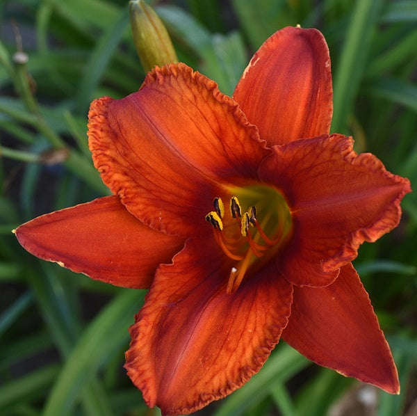 Lightning Bird is a midseason, fiery red orange daylily from Sterrett Gardens with darker small halo