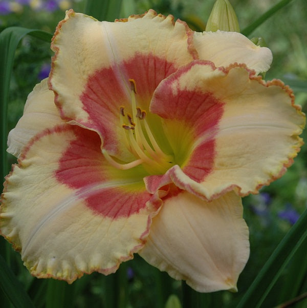 Light of the World is a midseason, short, soft yellow blend daylily from Sterrett Gardens with rose eye and edge, fragrant, Honorable Mention Award 2007