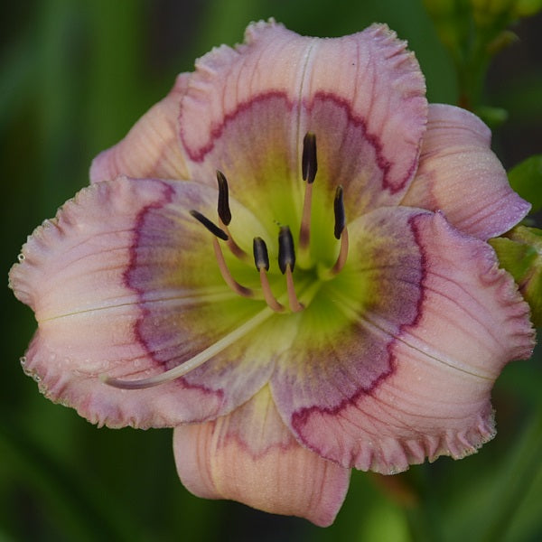 Lemon Lollipop is an early midseason, small, pale lilac pink daylily from Sterrett Gardens with darker lilac eye with fuchsia line