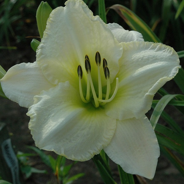 Lime Frost is a very late green and white blend daylily from Sterrett Gardens that is fragrant, GT