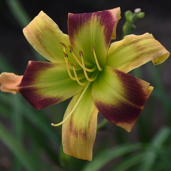 Lime Painted Licorice is an early, peach pink yellow blend daylily from Sterrett Gardens with burgundy eye, unusual form (crispate)